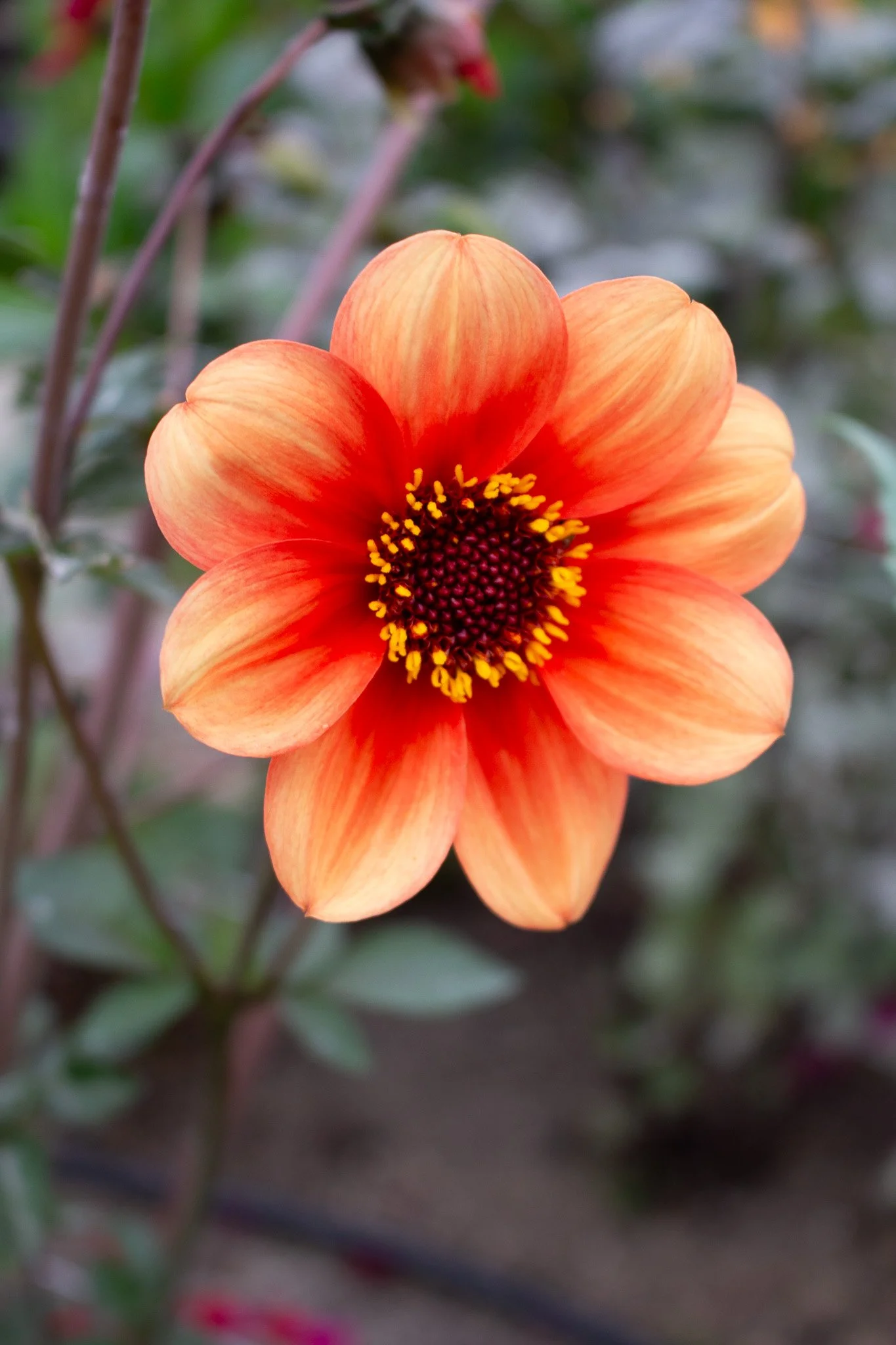 Dahlia : CPL Burnt Sienna — ciderpress lane